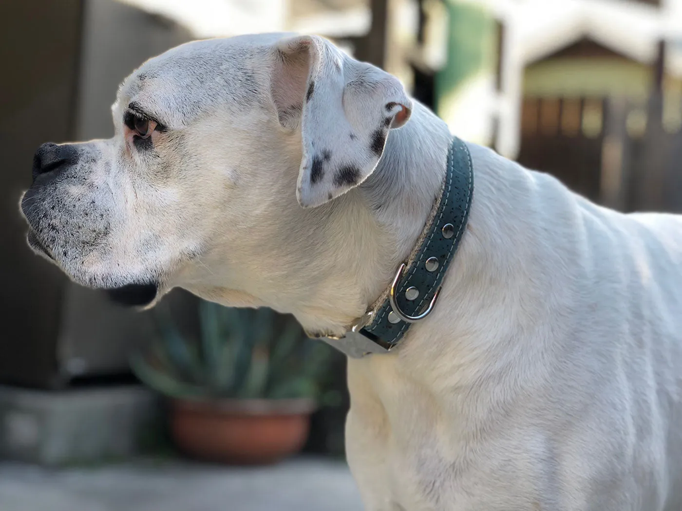 Studded Cork Dog Collar Ocean Blue